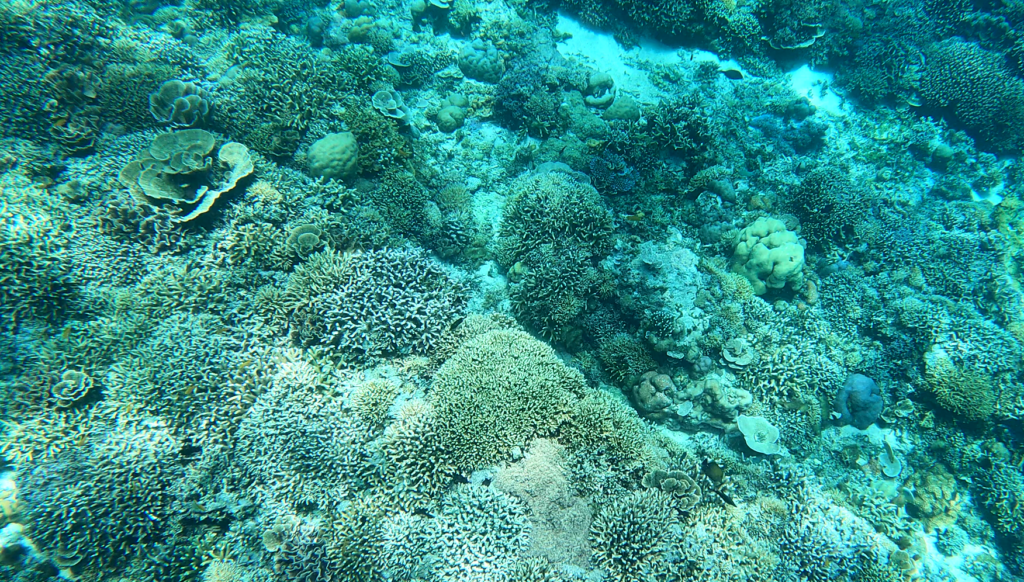 Snorkelling in Gili Trawangan