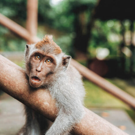 The Ubud Sacred Monkey Forest Sanctuary: Everything You MUST Know Before Visiting in 2023