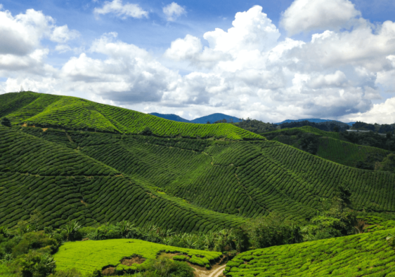 cameron highlands