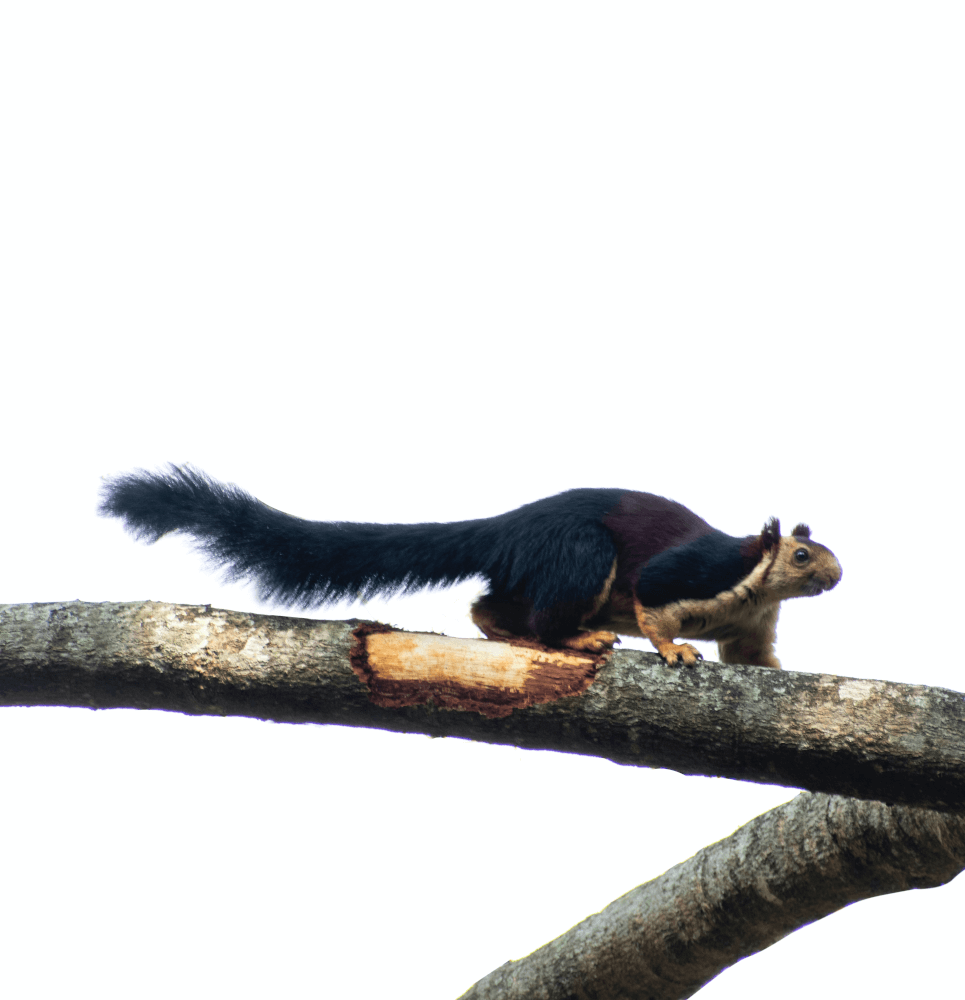 giant black squirrels