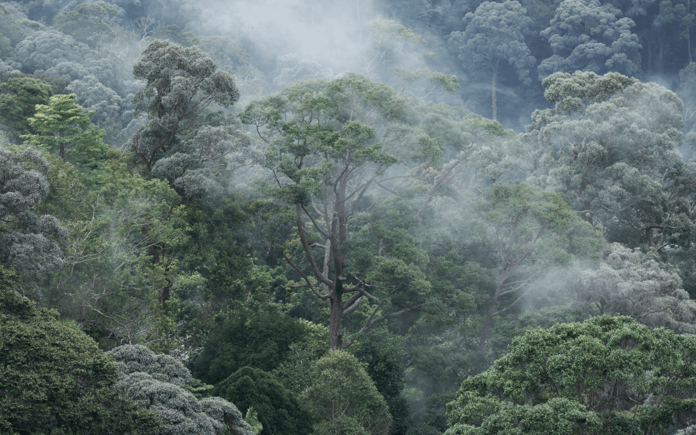 penang hill rainforest