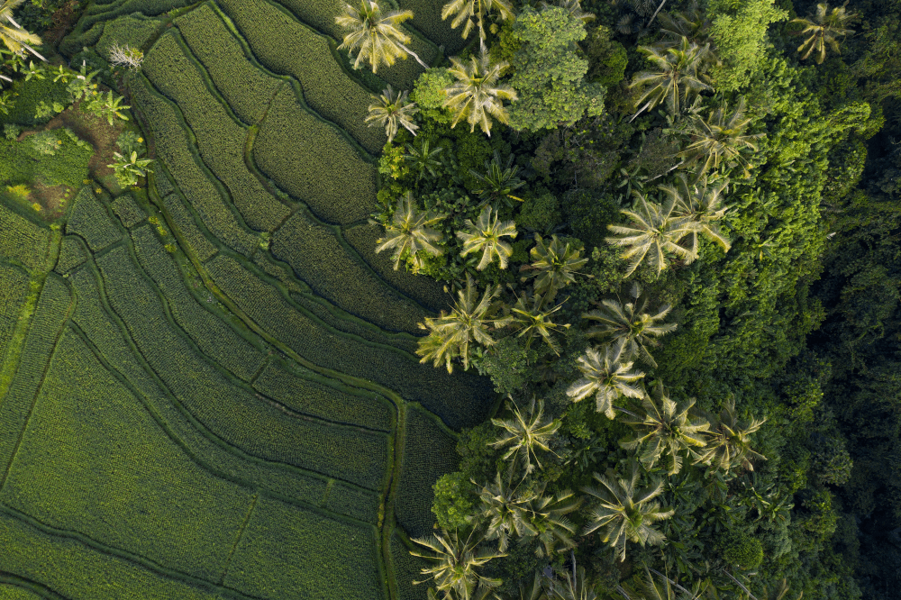 best things to do in ubud