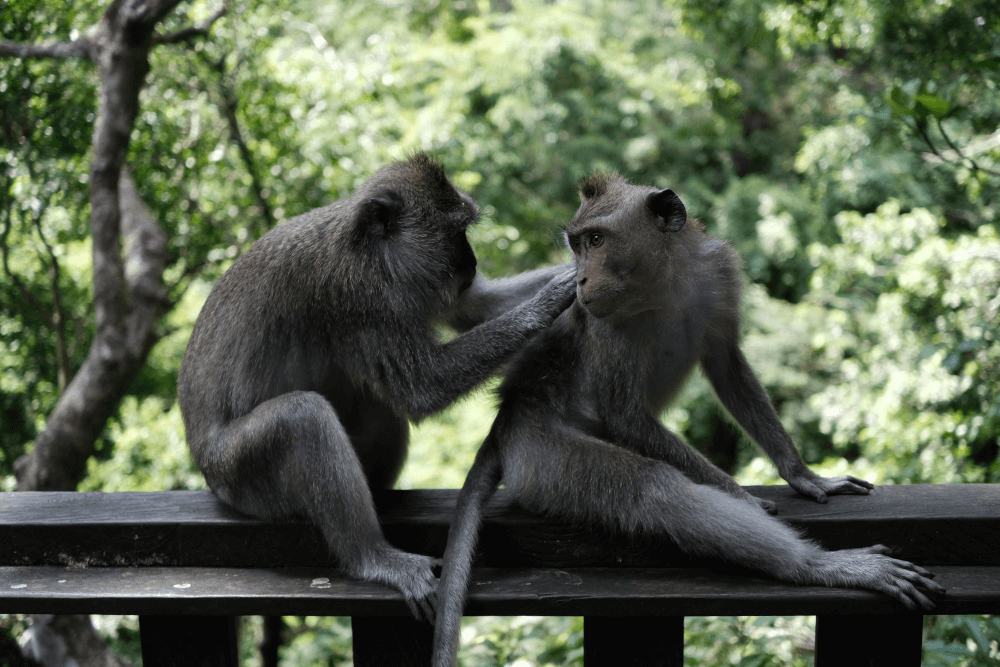 ubud monkey