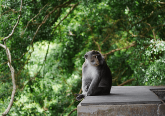 ubud sacred monkey forest sanctuary