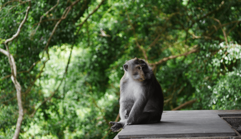 ubud sacred monkey forest sanctuary