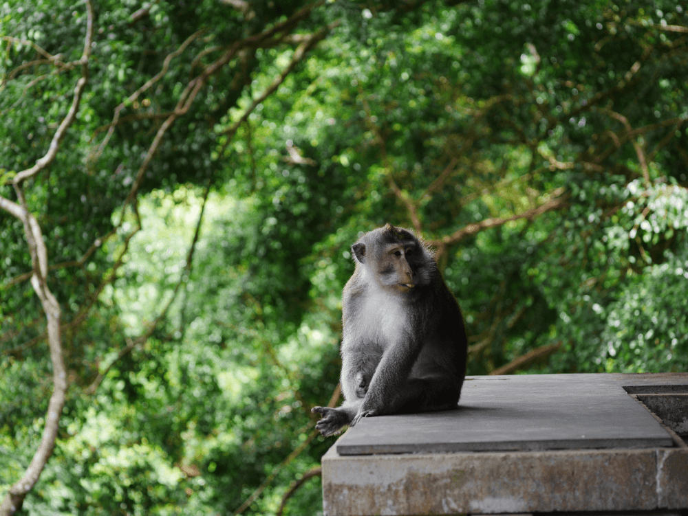 ubud sacred monkey forest sanctuary