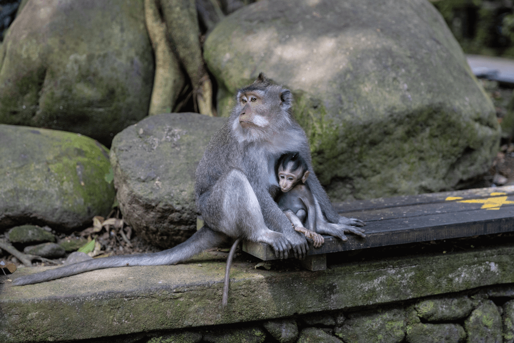 ubud monkey