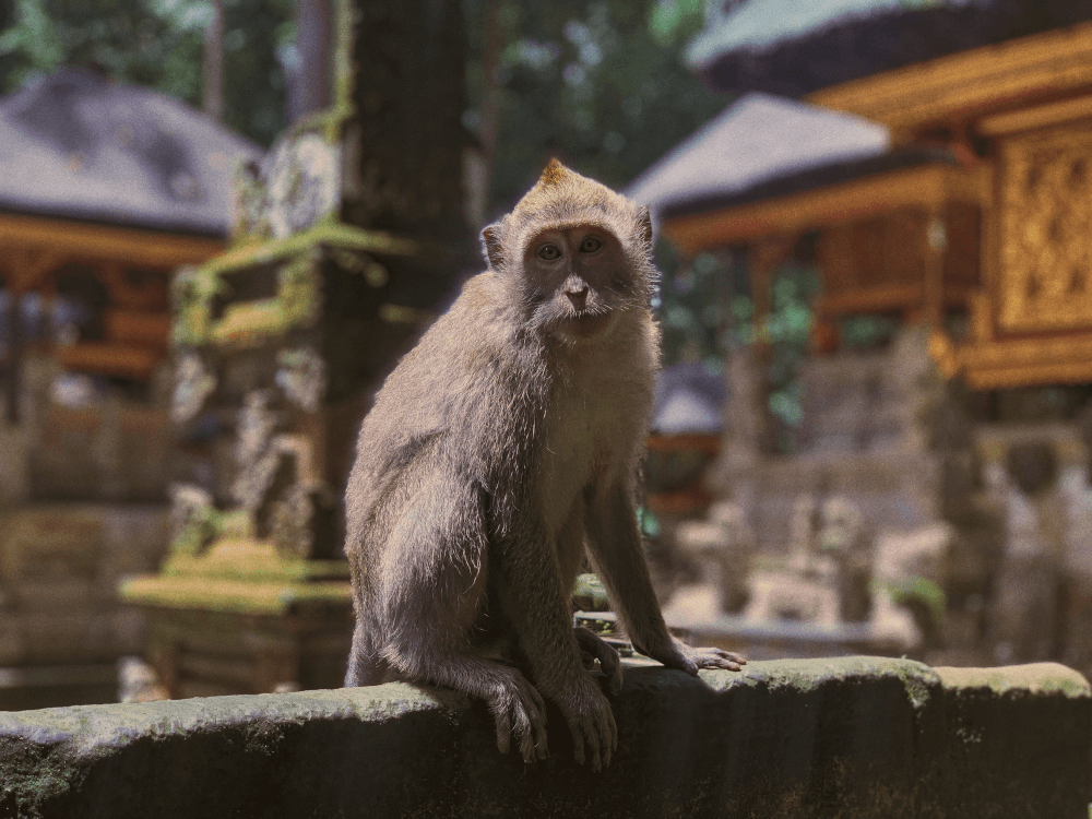 ubud monkey