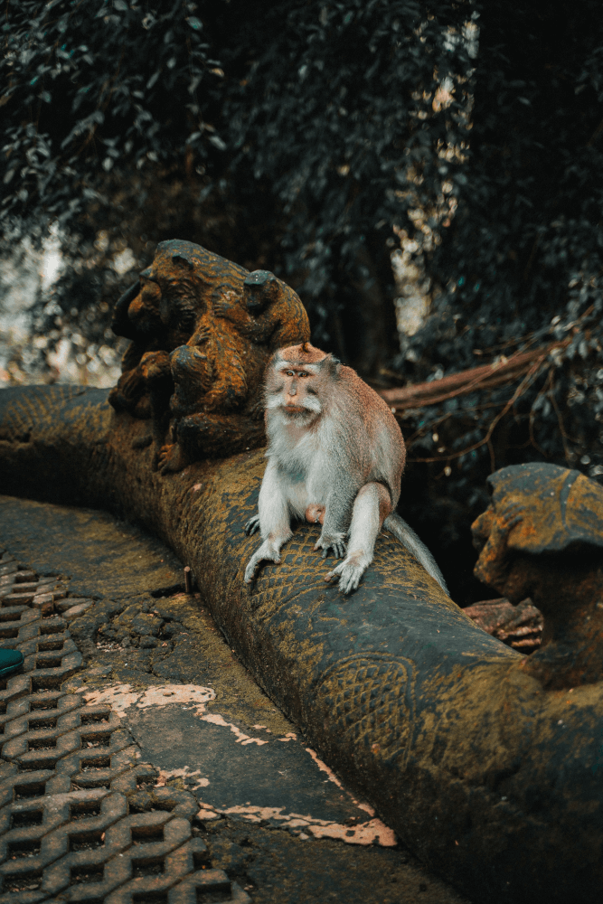 ubud monkey