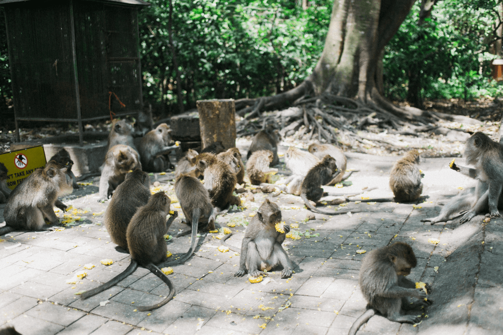 ubud monkey