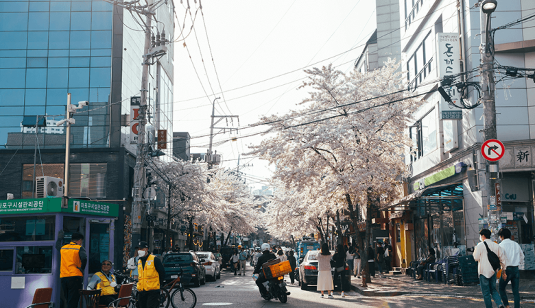 Cherry Blossom tree